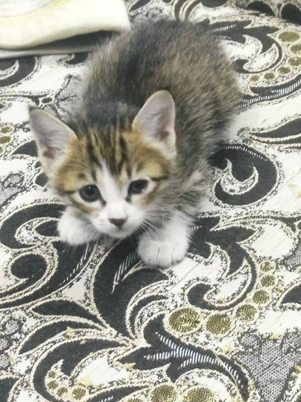 kittens for sale 0