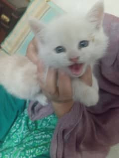 Persian kitten 2 month age double cot urgent sale
