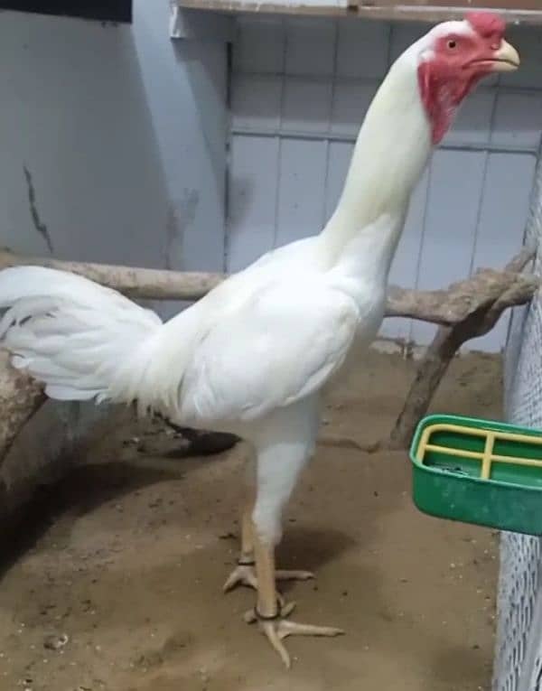 Heera Qandhari kandhari parrot beak / white heavy buff 0