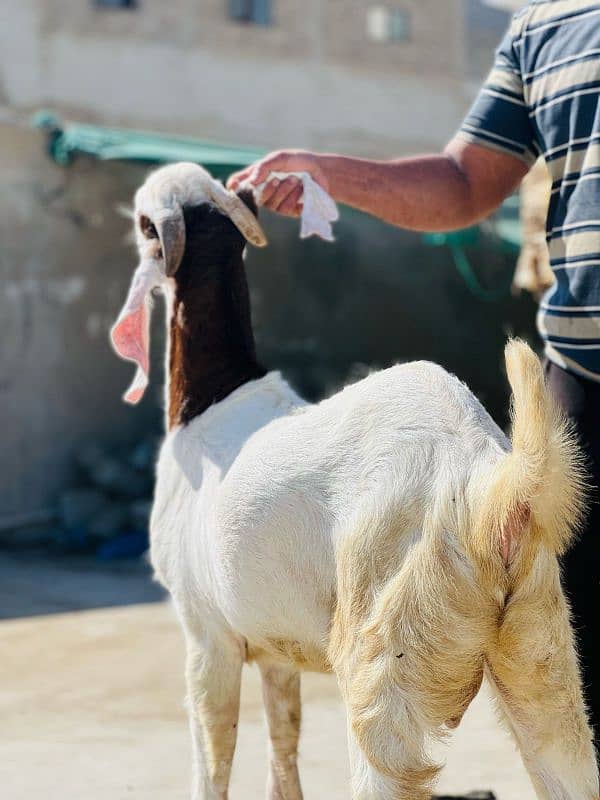 Gulabi Cross khaSsi bakra full chapater bacha 4