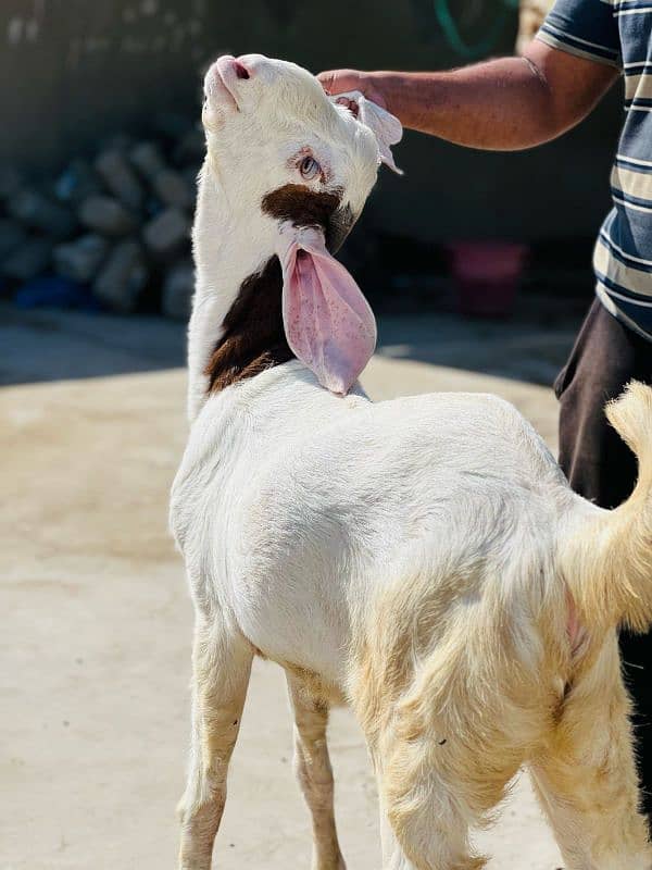 Gulabi Cross khaSsi bakra full chapater bacha 5