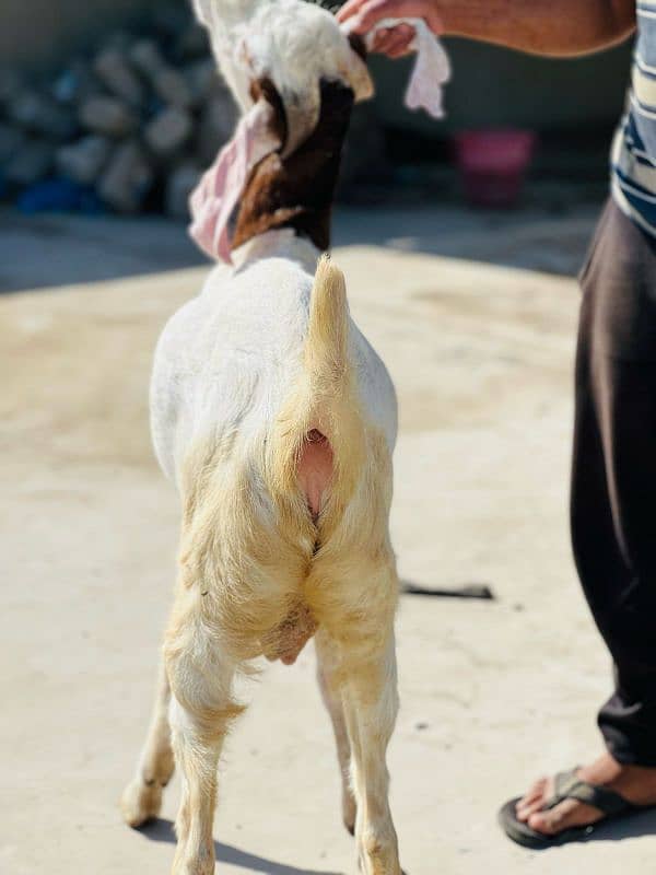 Gulabi Cross khaSsi bakra full chapater bacha 7