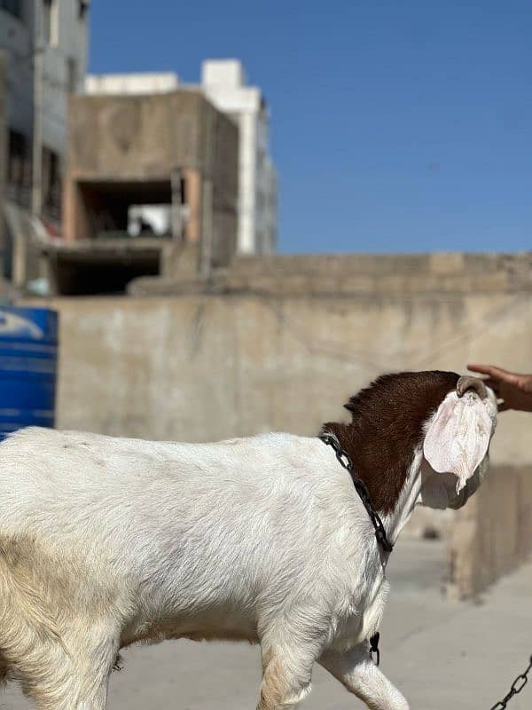 Gulabi Cross khaSsi bakra full chapater bacha 8