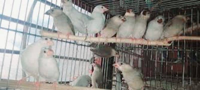 finches and java  phatay 03330203898 7