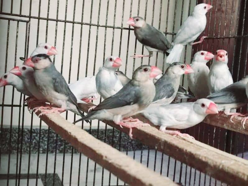 finches and java  phatay 03330203898 5