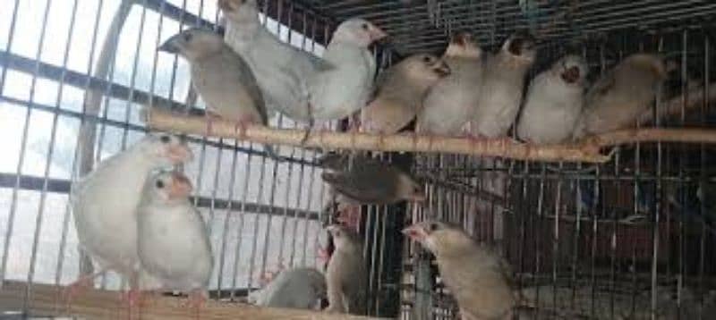 finches and java  phatay 03330203898 6