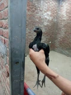 thai ke  Bache ha
