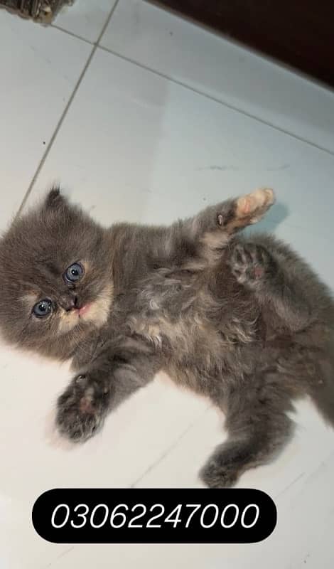 Persian Kitten (A+++) Triple Coated kitten 3