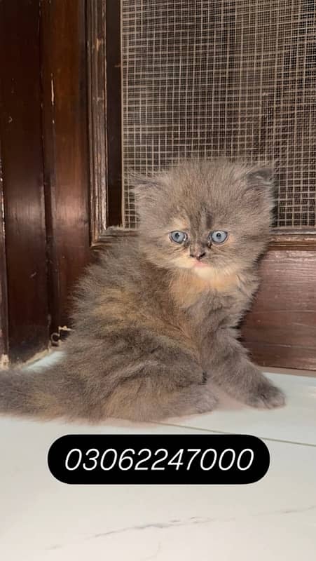 Persian Kitten (A+++) Triple Coated kitten 4