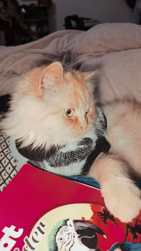 Persian cat Orange color 1