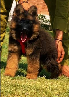 German