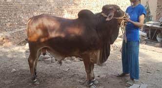 Sahiwal Bachra For Qurbani