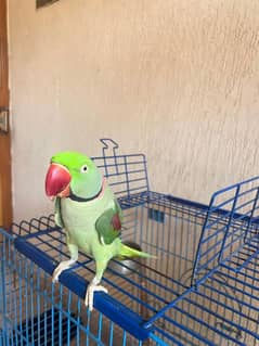 Green parrot