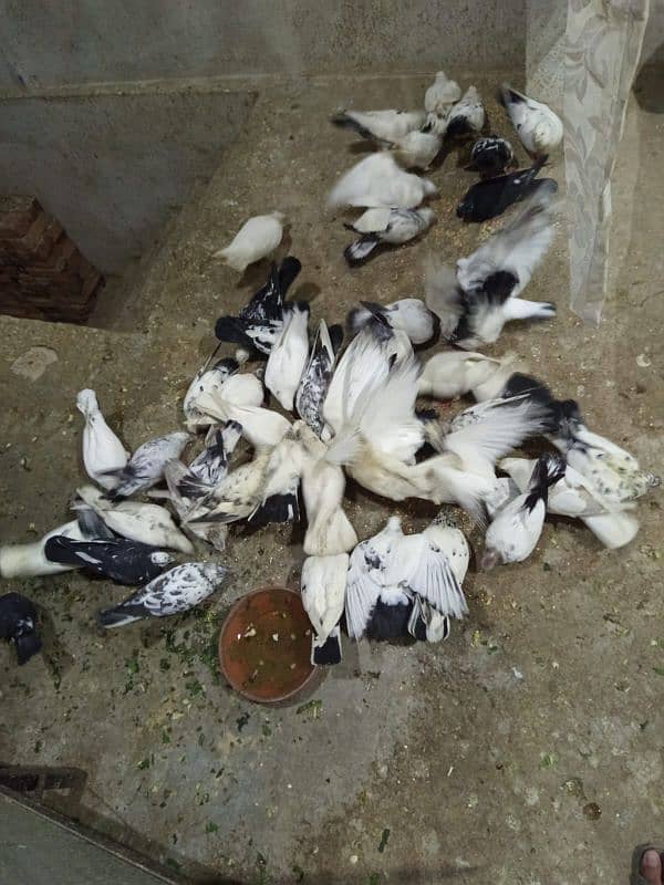 Different Type pigeons 14