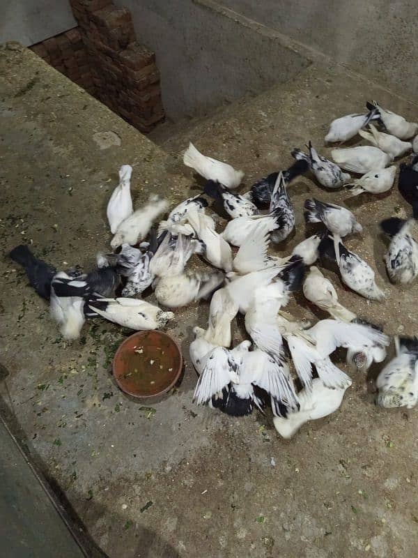 Different Type pigeons 15