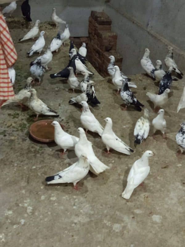 Different Type pigeons 16