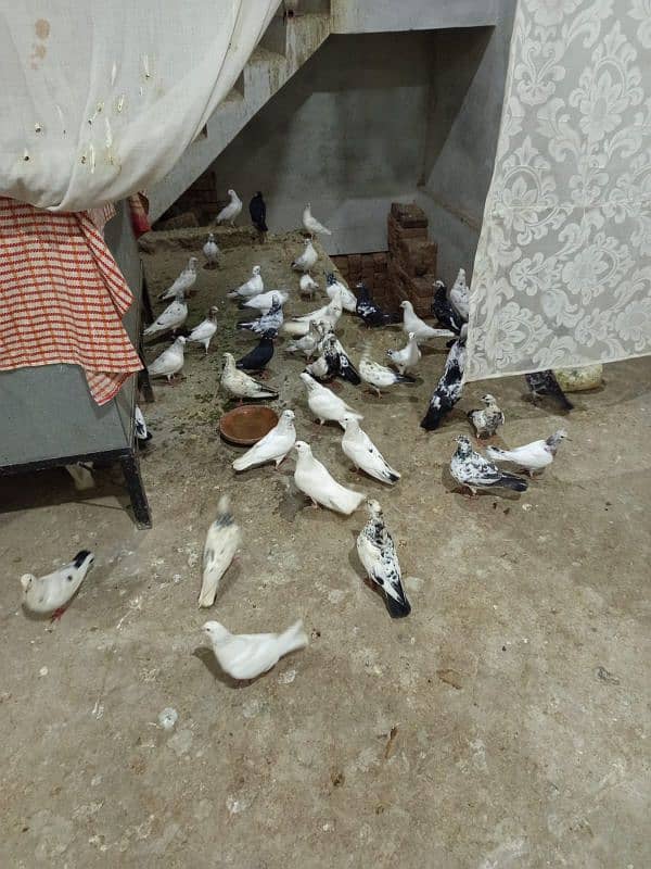 Different Type pigeons 18