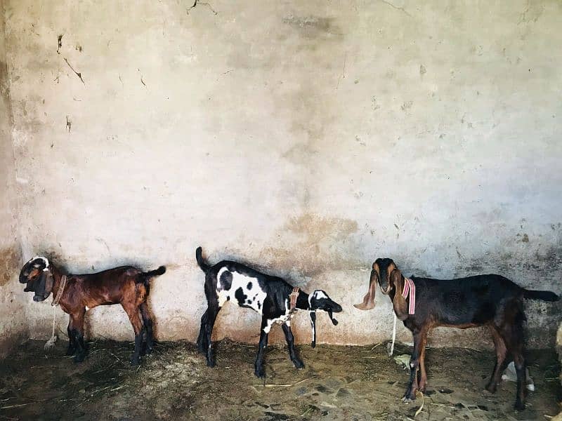 ambar sari bital dasi patha 0