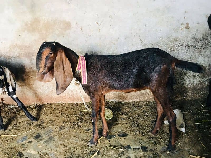 ambar sari bital dasi patha 1