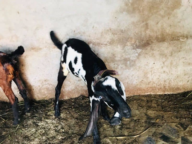 ambar sari bital dasi patha 2