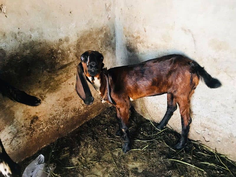 ambar sari bital dasi patha 3