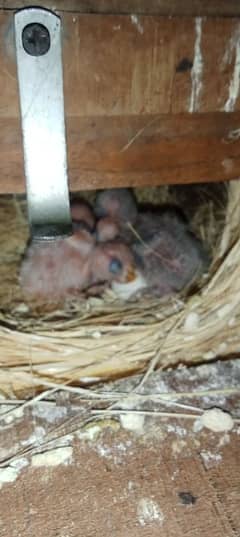 chicks lovebird