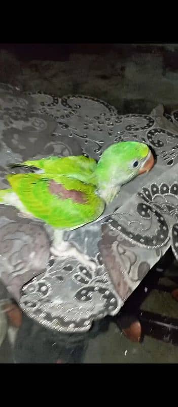 sun conure 3