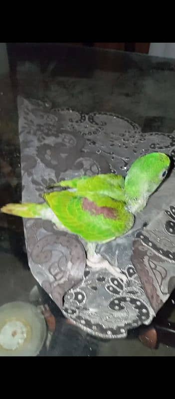 sun conure 4