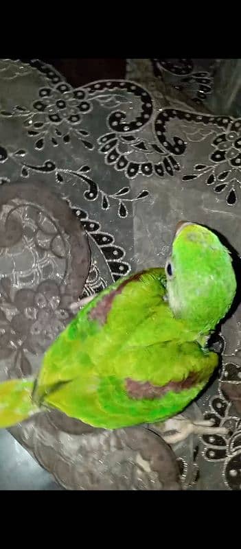 sun conure 5