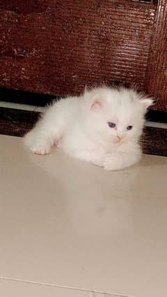persian 60 days keten