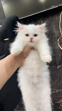 Kitten for sale