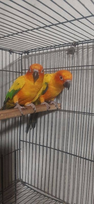 Sunconure breeder pair for sale with DNA 0