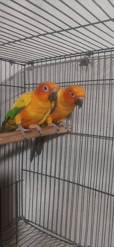 Sunconure breeder pair for sale with DNA 1