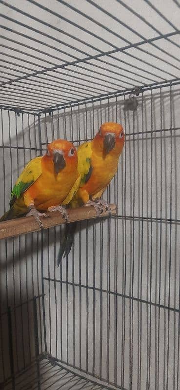 Sunconure breeder pair for sale with DNA 2