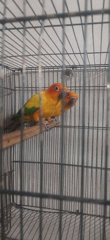 Sunconure breeder pair for sale with DNA 3