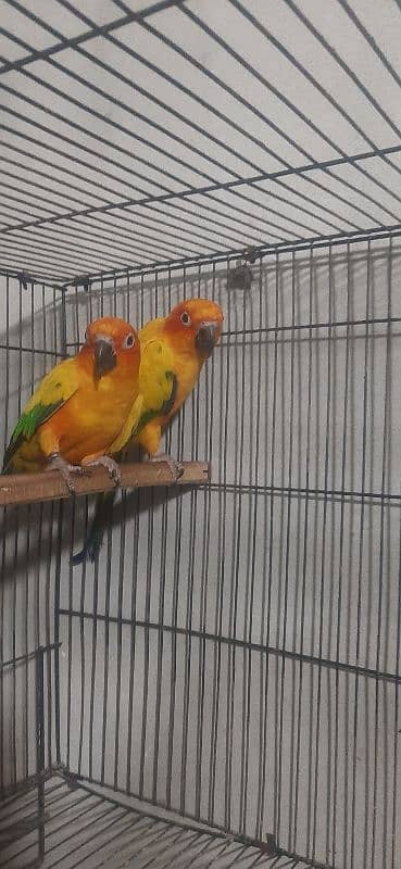 Sunconure breeder pair for sale with DNA 4