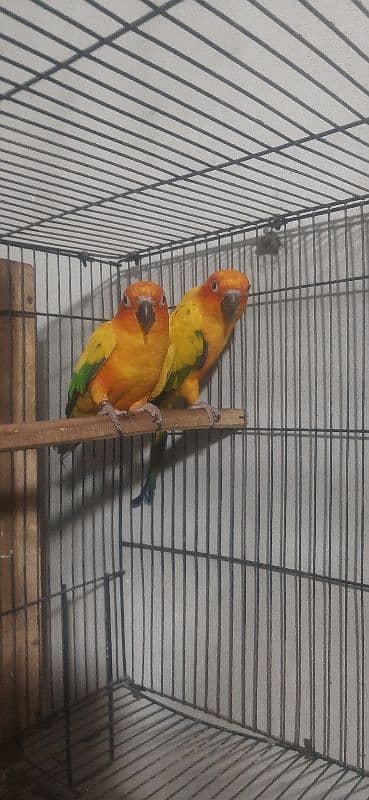 Sunconure breeder pair for sale with DNA 5