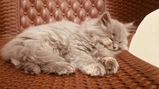 persian kittens | Female | Tripple Coated | kittens For Sale
