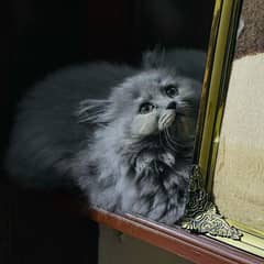 persian kittens | Vaccinated | Tripple Coated | kittens For Sale