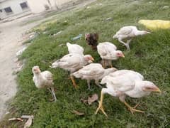 Aseel Choozy Mianwali