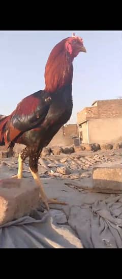 ASEEL SINDHI IN GREAT PRICE