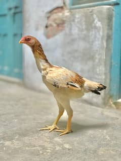 aseel
