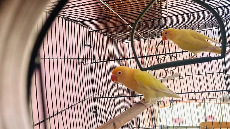 Lovebird for Sale Aqua, Creamino Opaline, Parblue Opaline, Pale Fallow 12