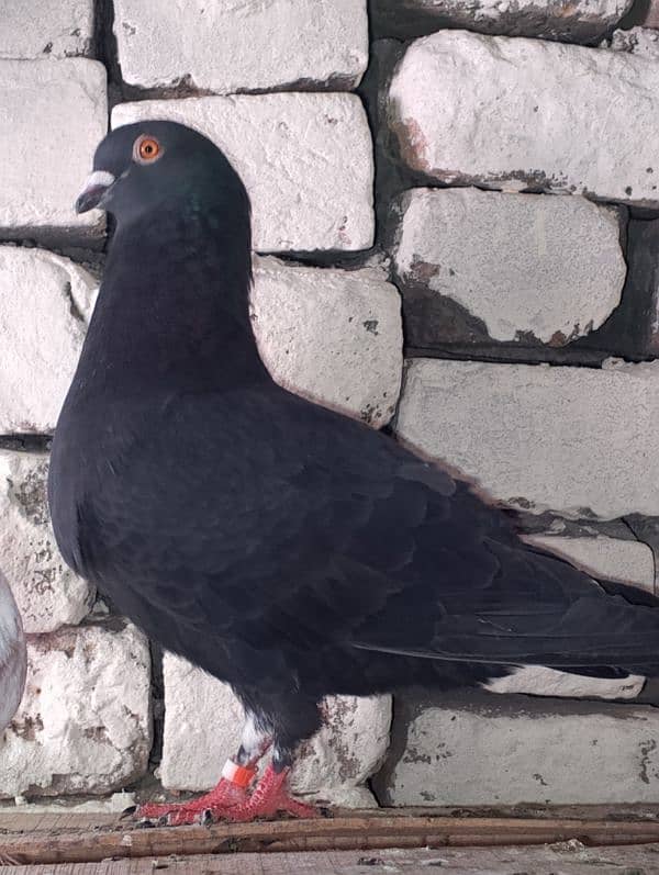 pigeon for sale 3