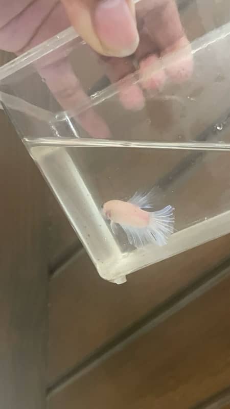 exotic betta fish and normal betta fish available 7