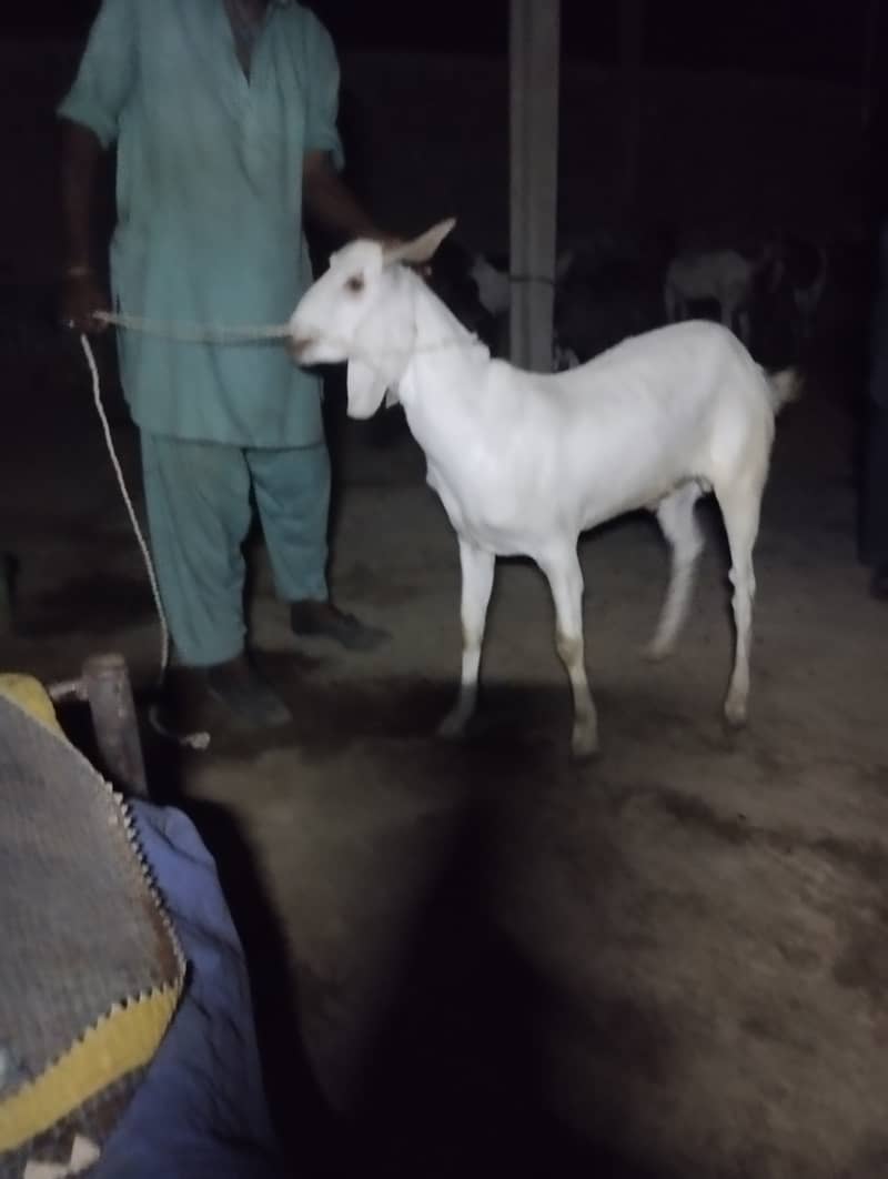 KHOOBSOORAT 2 dant khassi bakre 0