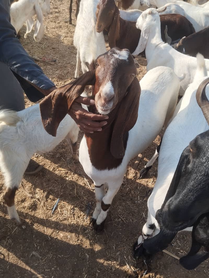 KHOOBSOORAT 2 dant khassi bakre 1
