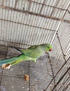 Ringneck