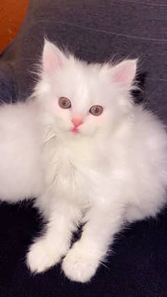 3 months kittens available male and female/and one adult mail cat