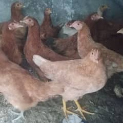 chicks